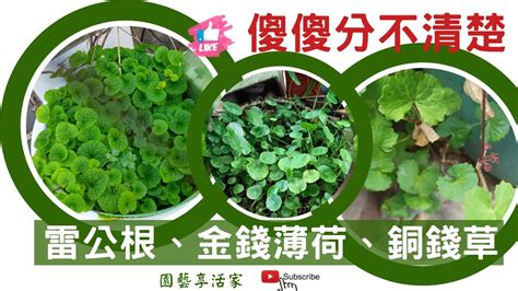 金錢薄荷禁忌|金錢薄荷